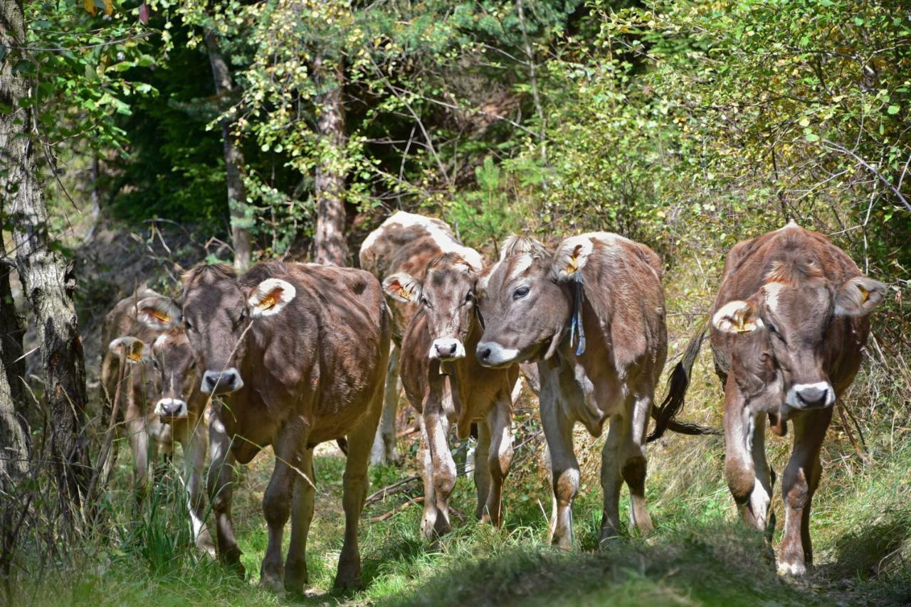 Obererhof Lägenhet Sant'Andrea in Monte Exteriör bild